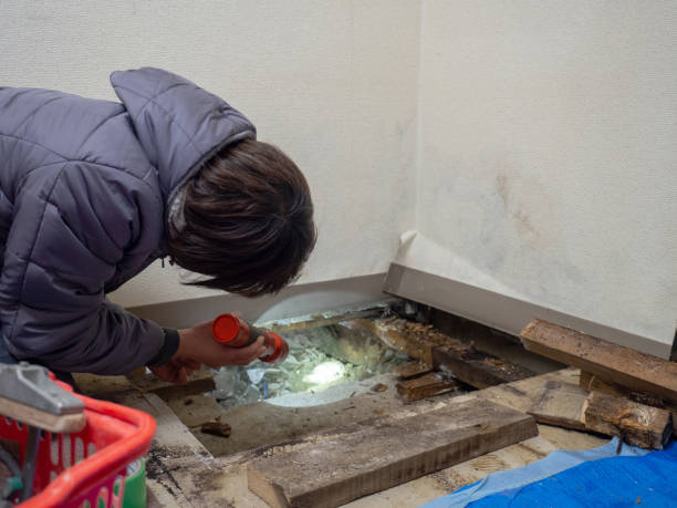 Best Emergency Mold Remediation  in Broadview, IL