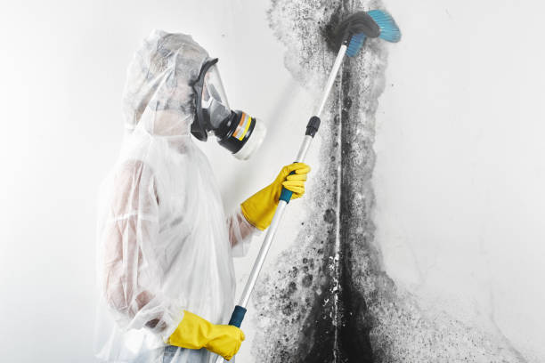Best Mold-Related Health Consultation  in Broadview, IL